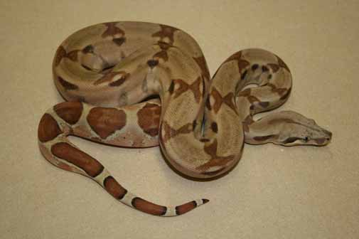 Boa Constrictor